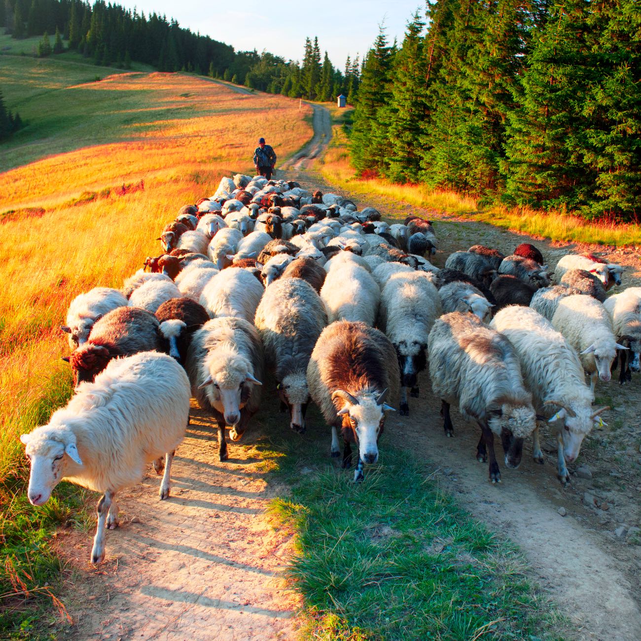 Cine amenință identitatea românească